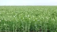 Семена гороха посевного сорт Ямальский 305 (НОВИНКА)