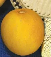 Семена дыни. Сорт Титовка