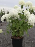 Гортензия древовидная Hydrangea arborescens Annabelle, 0.4-0.6м, c3, 3-4 лет