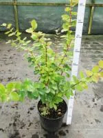 Барбарис корейский Berberis koreana, 0,7-0,9м, ОКС, 3-4лет