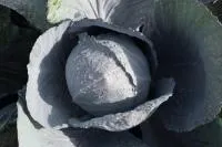 Семена капусты белокочанной Лектро (2500 шт)