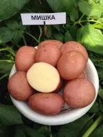 Картофель Мишка